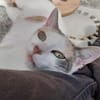 Mirabelle