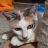 Mirabelle