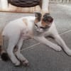 Mirabelle