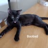 BAOBAD