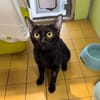 OMBRA (RESERVEE) A17535