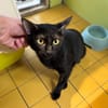OMBRA (RESERVEE) A17535