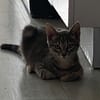 Scat cat