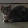 Scat cat
