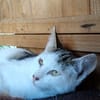POMPONETTE