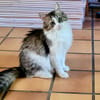 BINGA