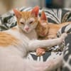 ZURI et MAHI