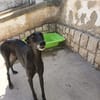 HAKOON (Hogar de paz)