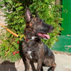 XENA (Animalea)