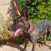 XENA (Animalea)