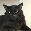 Valko