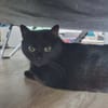 Tala