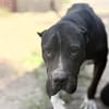 Buster-Sanfter Riese mit großem Herz