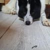 HERA ist das ideale Familienmitglied