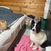 HERA ist das ideale Familienmitglied