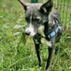 Salome - ruhiger Hund
