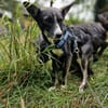 Salome - ruhiger Hund
