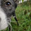 Salome - ruhiger Hund