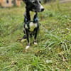 Salome - ruhiger Hund