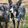 Salome - ruhiger Hund