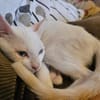 Kleiner Olaf sucht Dich