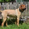 TEDDY