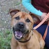 Tyson, su. Paten
