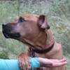 Tyson, su. Paten