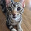 Simon sucht Dich (Bengalmix)