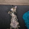 Simon sucht Dich (Bengalmix)