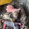Simon sucht Dich (Bengalmix)