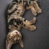 Simon sucht Dich (Bengalmix)