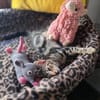 Simon sucht Dich (Bengalmix)