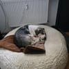 Olli in NRW - Geduld gefragt