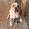PANELLA