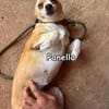 PANELLA