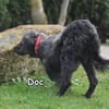 Doc