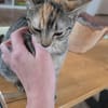 Monica, bildhübsche Kätzin geb. 03/2026