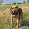 Rowan -Hübscher Hundebub sucht seine Familie!