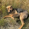 Rowan -Hübscher Hundebub sucht seine Familie!