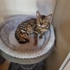 Bengalkater Anton sucht ein neues Zuhause