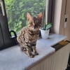 Bengalkater Anton sucht ein neues Zuhause