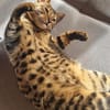 Bengalkater Anton sucht ein neues Zuhause