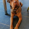Bazsi, freundlicher Shar Pei Mischling geb. 05/2023