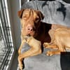 Bazsi, freundlicher Shar Pei Mischling geb. 05/2023