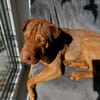 Bazsi, freundlicher Shar Pei Mischling geb. 05/2023
