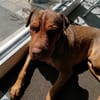 Bazsi, freundlicher Shar Pei Mischling geb. 05/2023