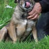 Bella - liebe, verschmuste Traumhündin