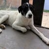 Aphrodite -  nach bewegten Start sucht sie ihr Zuhause