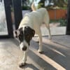 Aphrodite -  nach bewegten Start sucht sie ihr Zuhause